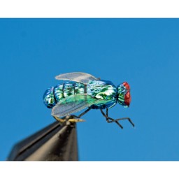 Zeige Details für TROCKENFLIEGE SCHMEISSFLIEGE Bild von TROCKENFLIEGE SCHMEISSFLIEGE