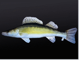 Show details for STOFF-FISCH ZANDER Picture of STOFF-FISCH ZANDER