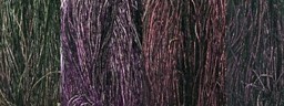 Zeige Details für VENIARD PEACOCK HERL - PFAUENGRAS Bild von VENIARD PEACOCK HERL - PFAUENGRAS