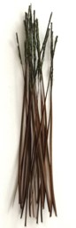 Zeige Details für VENIARD STRIPPED PEACOCK QUILL Bild von VENIARD STRIPPED PEACOCK QUILL