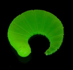 Vedi i dettagli per IRON TROUT CODA GREEN Immagine di IRON TROUT CODA GREEN