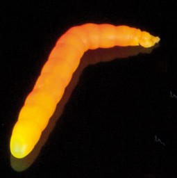 Show details for IRON TROUT BACO YELLOW ORANGE Picture of IRON TROUT BACO YELLOW ORANGE