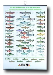 Show details for JENZI FISCHTAFEL SALMONIDEN EUROPÄISCH Picture of JENZI FISCHTAFEL SALMONIDEN EUROPÄISCH