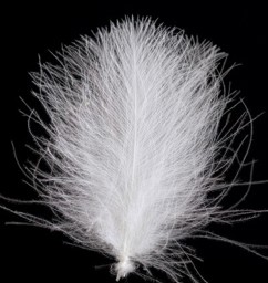 Zeige Details für SWISSCDC FEDERN - FINEST FEATHERS WHITE Bild von SWISSCDC FEDERN - FINEST FEATHERS WHITE