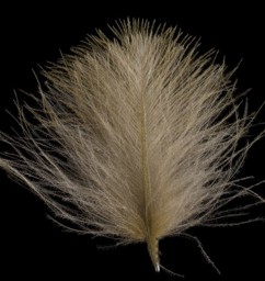 Zeige Details für SWISSCDC FEDERN - FINEST FEATHERS OLIVE Bild von SWISSCDC FEDERN - FINEST FEATHERS OLIVE