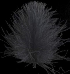 Zeige Details für SWISSCDC FEDERN - FINEST FEATHERS BLACK Bild von SWISSCDC FEDERN - FINEST FEATHERS BLACK