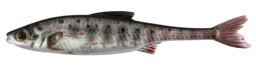 Show details for REAL RIDER FISH TAIL TRJ Picture of REAL RIDER FISH TAIL TRJ