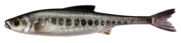 Afficher les détails pour REAL RIDER FISH TAIL VAI Image de REAL RIDER FISH TAIL VAI