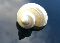Show details for POLIERTE TURBO SCHNECKE BURGUS BLANK 6CM Picture of POLIERTE TURBO SCHNECKE BURGUS BLANK 6CM