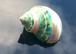 Show details for POLIERTE TURBO SCHNECKE BURGUS WEISS/GRÜN 5CM Picture of POLIERTE TURBO SCHNECKE BURGUS WEISS/GRÜN 5CM