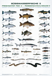 Show details for JENZI FISCHTAFEL SÜSSWASSER FISCHE II Picture of JENZI FISCHTAFEL SÜSSWASSER FISCHE II