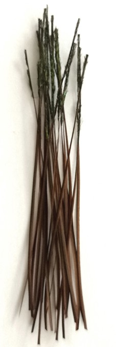 Picture of VENIARD STRIPPED PEACOCK QUILL