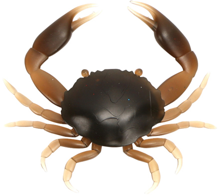 Image de CRAB S BROWN X 1