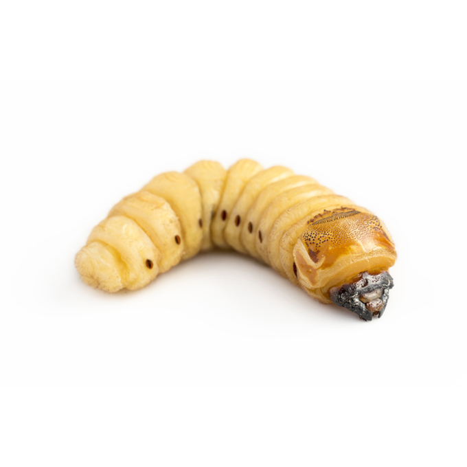 Immagine di Wachsmaden / Bienenmaden, lebend (Dose mit Sägemehl)