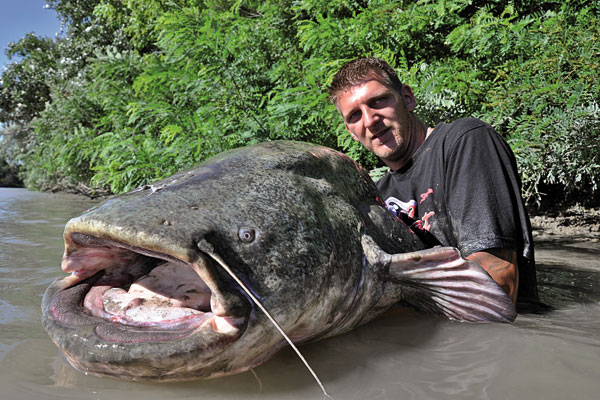 Picture for category Wels-Fischen